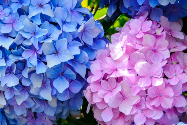 紫陽花の花